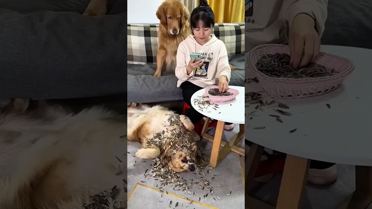 Bu Köpeğe Ne Olmuş Böyle 😂😂