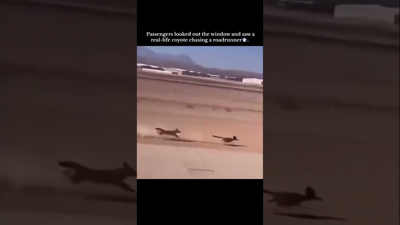 Passengers looked out the window and saw a real-life covote chasing a roadrunner 😍❤️‍🩹