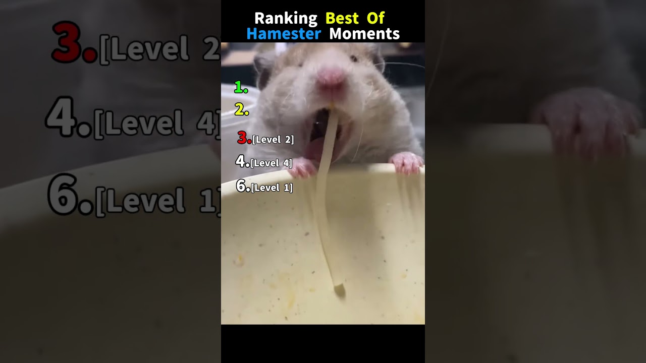 Ranking The Funniest Hamster Moments Of All Time 🐹😂