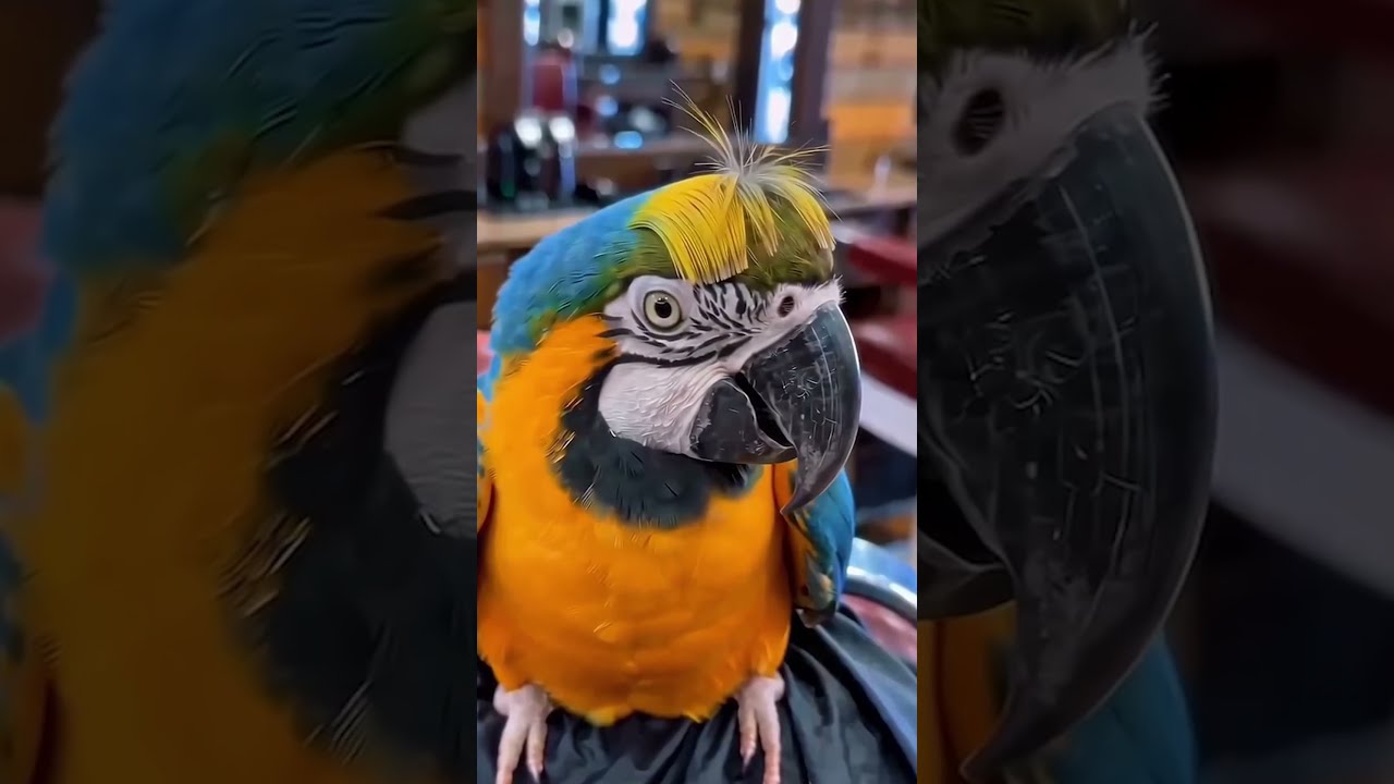 Berber faciası! Kuş keko oldu 🤯