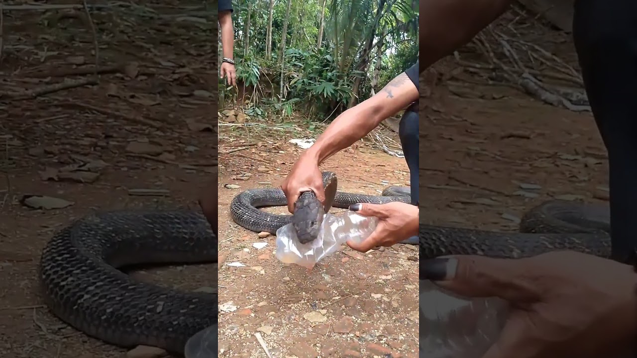 banyak orang yang pengen tau keaslianya #snake #cobra