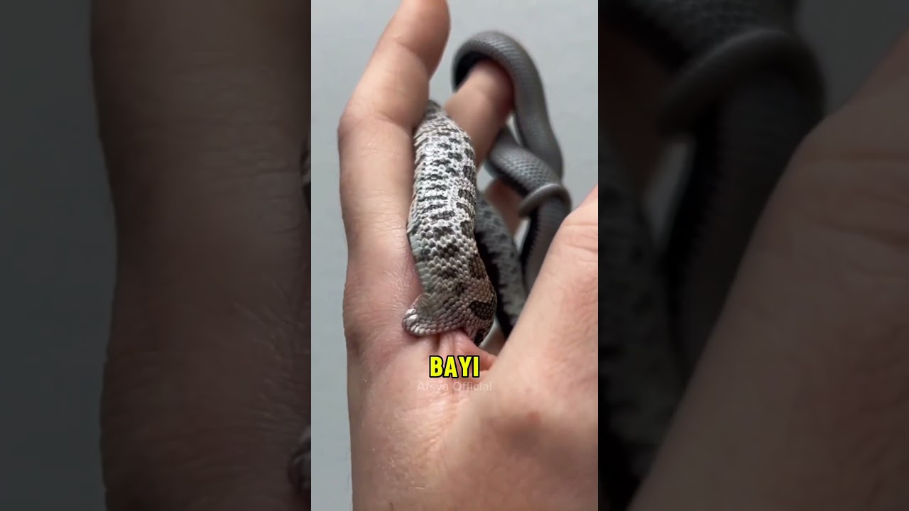 Kenapa Ular Kecil Justru Lebih Berbahaya ⁉️😱