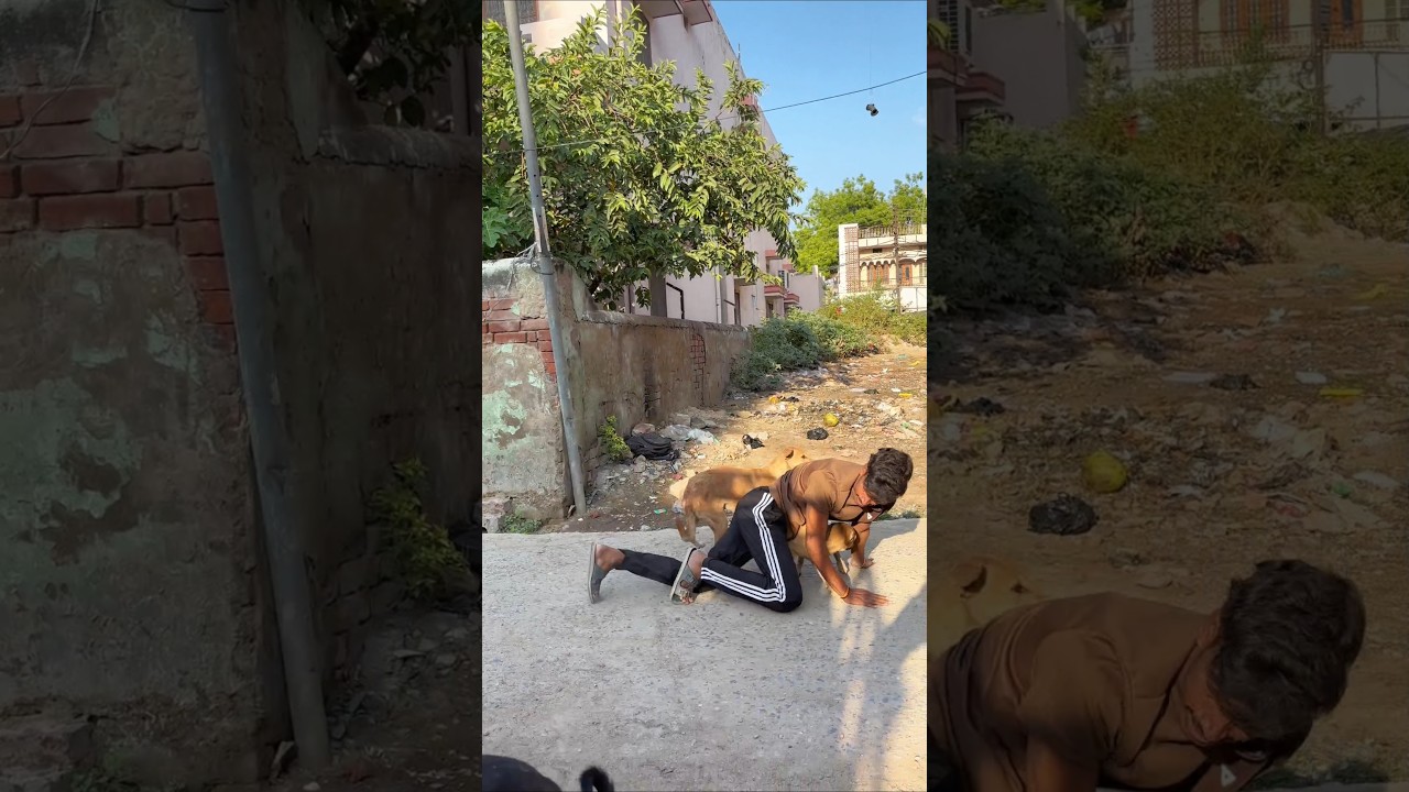 Dog's best friend ever 🥲❤️ #cutedog #doglife #khatarnakdoggy #doggybestfriend #youtubeshorts