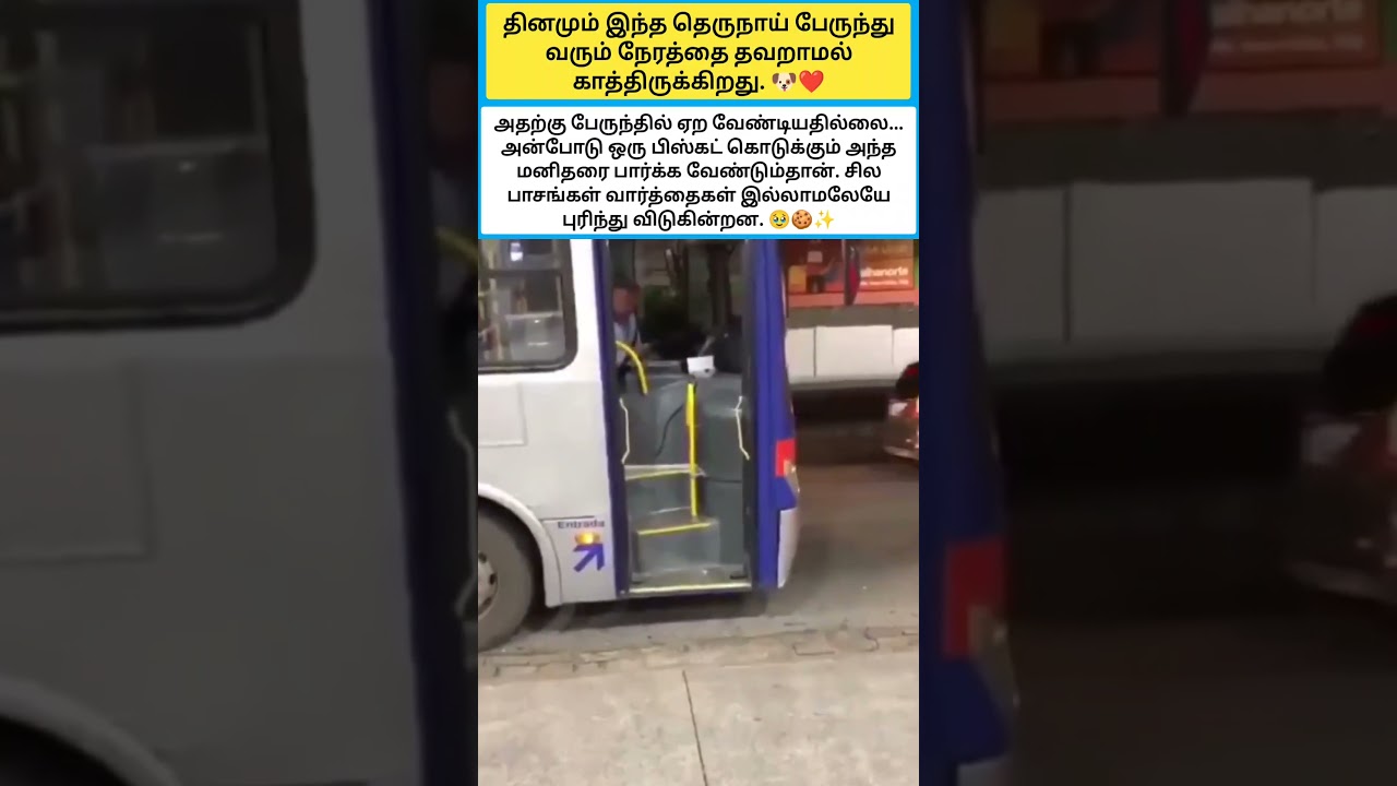 தினமும் இந்த தெருநாய் பேருந்து வரும் நேரத்தை தவறாமல் காத்திருக்கிறது. #shorts