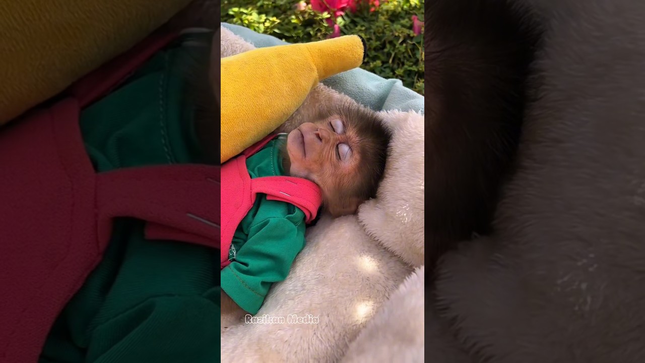 Monyet Kecil yang Baik Hati #animals #shorts #shortvideo #viral #monkey #short #monyet