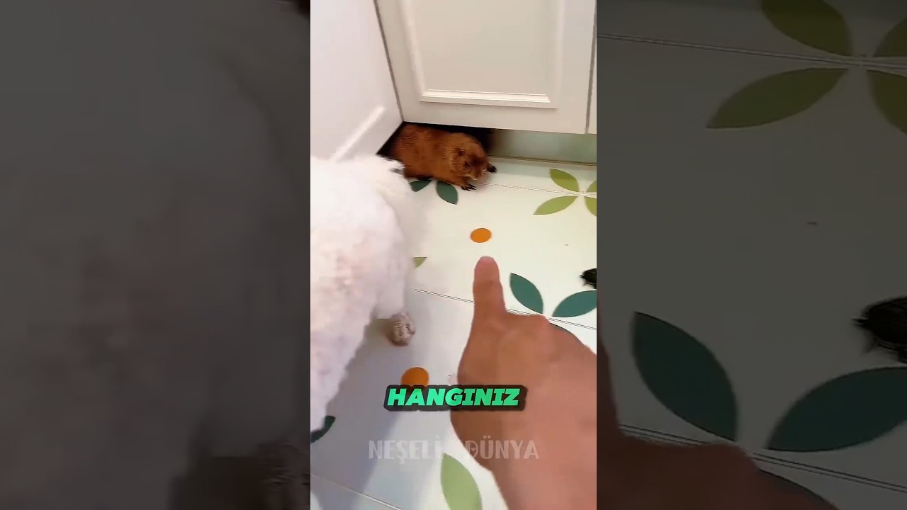 😲 Koltuğu Kim Pisletti Evde Büyük Suçüstü