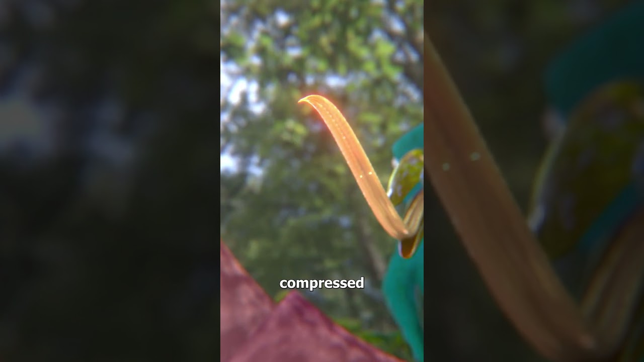How A Hummingbird's Tongue Works 🤔