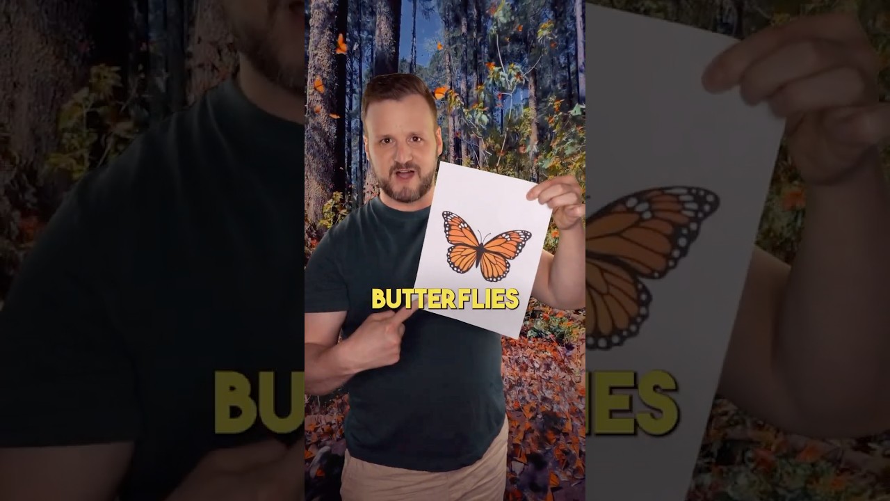 We Are Drawing Butterflies Wrong