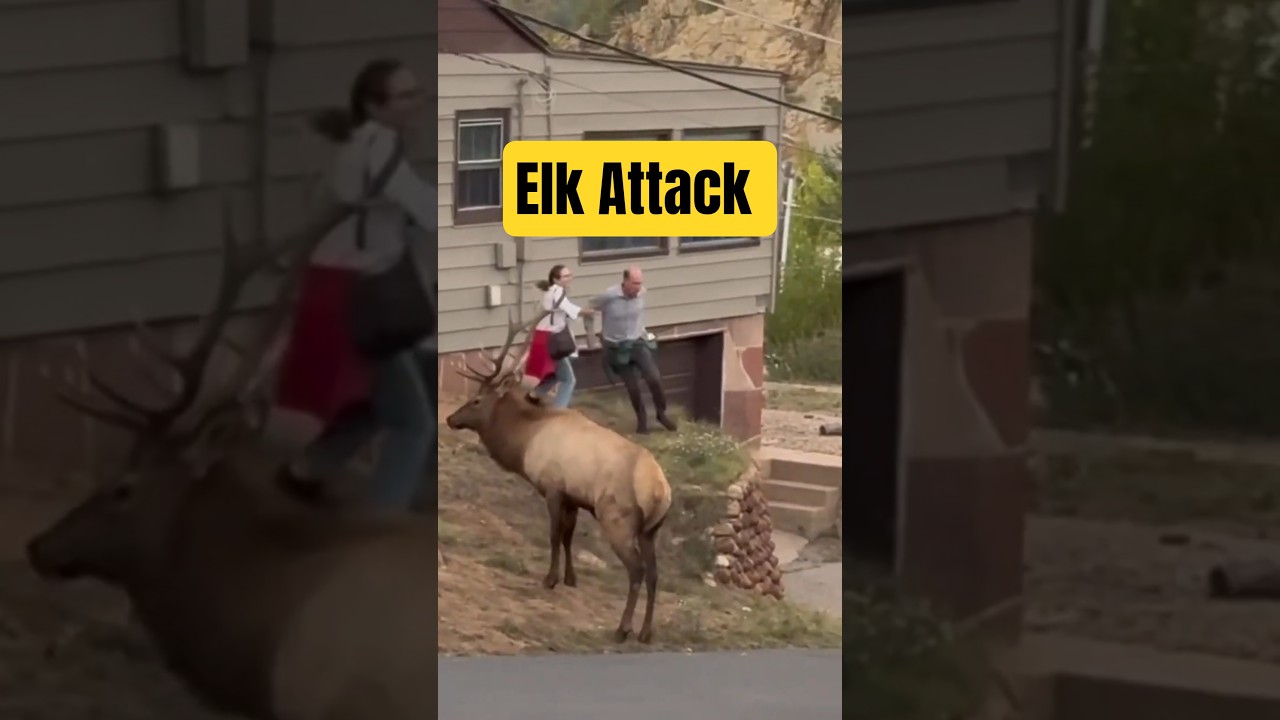 Attacked By an Elk 😂 #shorts