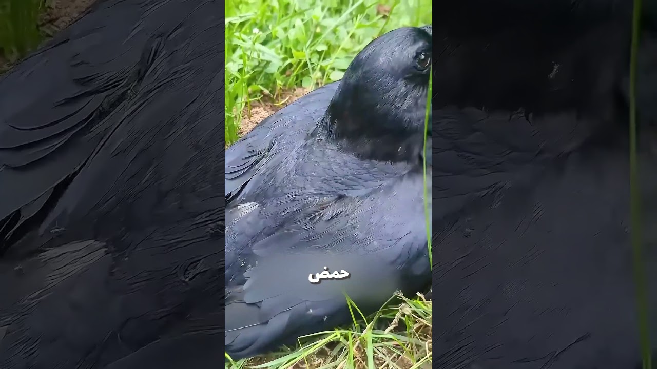 اوعا تاكل غراب في حياتك