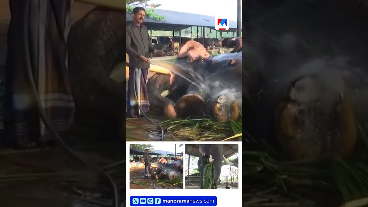 ഒൻപത് ആനകളും 200 പശുക്കളും പിന്നെ പോത്തും എരുമയും; ഒരു വൈറല്‍ ഫാം #ElephantFarming #CattleFarming