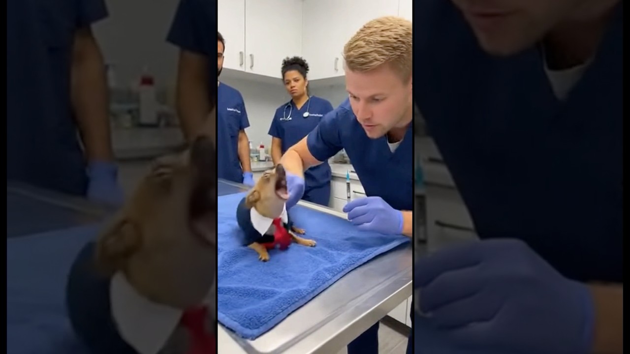 The Drama King of the Clinic! 🎭🐕