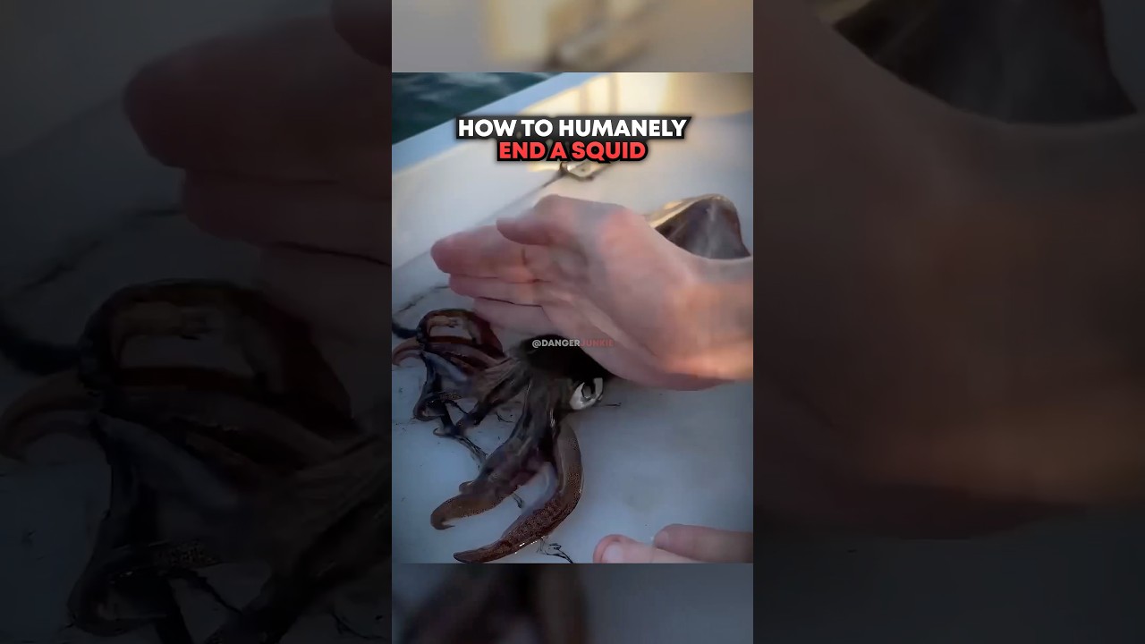 How To Humanely END A Squid 🤯
