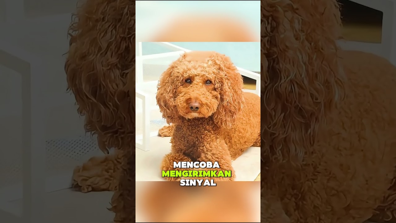 Bagaimana hubungan normal antara hewan peliharaan Anda? #hewanpeliharaan #imut #lucu #celanapendek