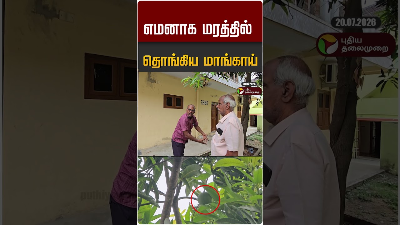 எமனாக மரத்தில் தொங்கிய மாங்காய் #shorts