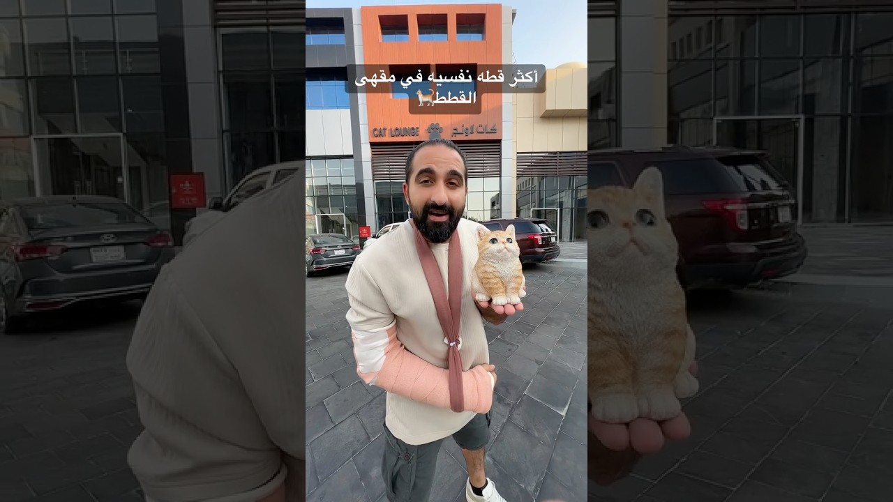 أكثر قطه نفسيه في مقهى القطط