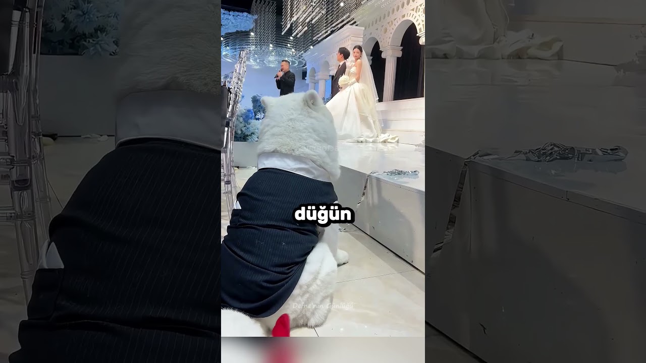 Kız Köpeğini De Yanında Götürdü 🐶❤️🐾