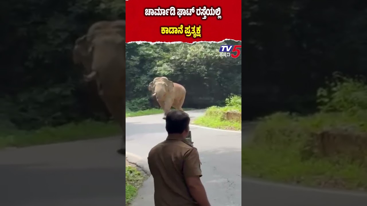 Wild Elephant Appears on Charmadi Ghat Road ಚಾರ್ಮಾಡಿ ಘಾಟ್ ರಸ್ತೆಯಲ್ಲಿ ಕಾಡಾನೆ ಪ್ರತ್ಯಕ್ಷ