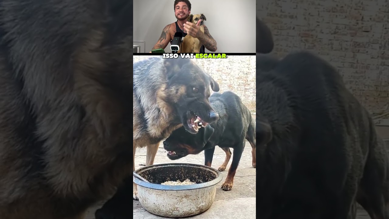 Esses dois cães estavam prestes a brigar… mas olha o que acontece no final