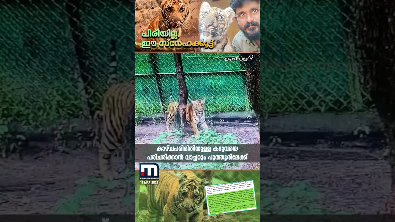 മംഗളയെ പിരിയില്ല, റോയിയുടെ സ്നേഹക്കൂട്ട് | Tiger | Protection Watcher | Special Bond