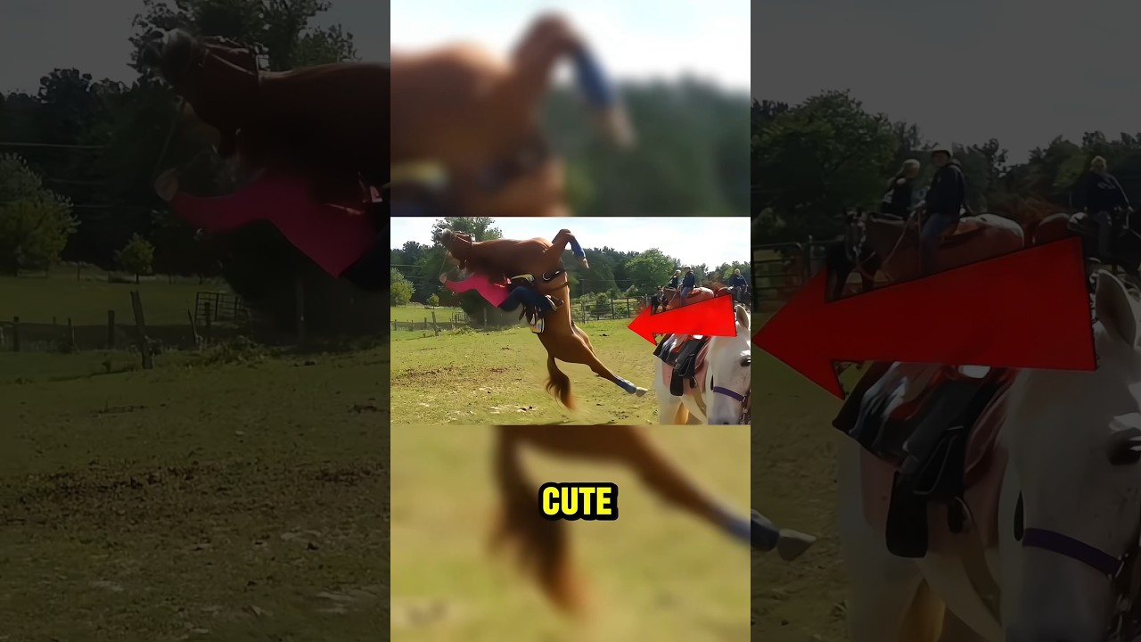 Animals that look cute but can kill you😱 #funfacts #animals