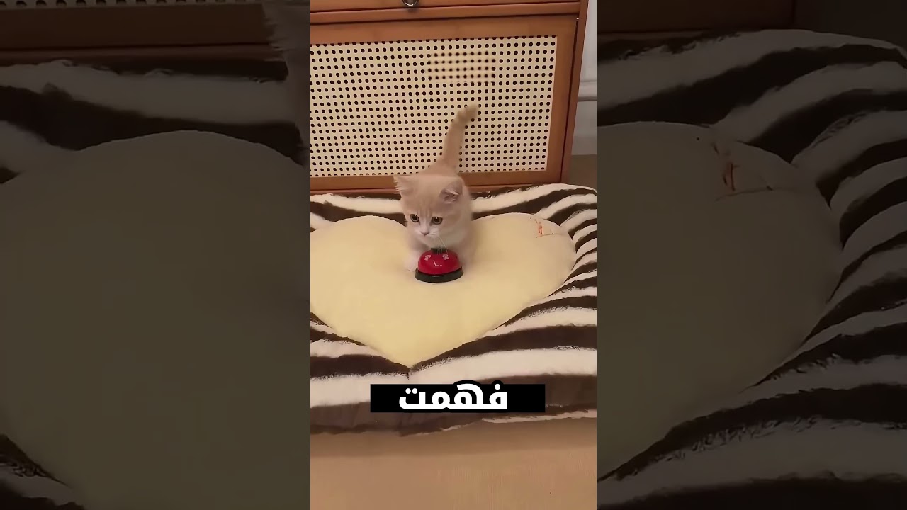 شوفو البنت دي علمت قطتها إيه 😮😮😮😮 #trendingshorts #اكسبلور_explore #اكسبلور #ترند #معلومات #قصص