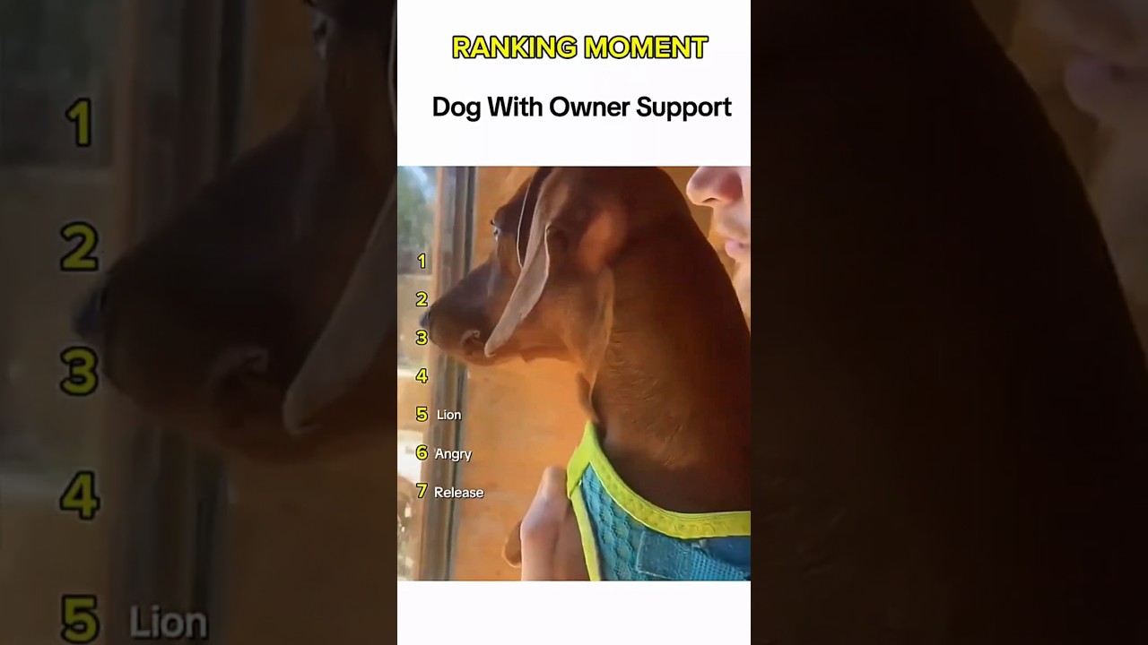 Dogs being idiots part 352 😂| Funny dogs compilation #funnydog #funnypet #cutedog #dog #dogsworld