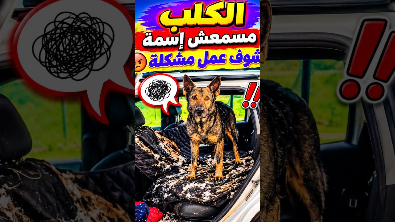 الكلب مسمعش إسمة شوف عمل أية