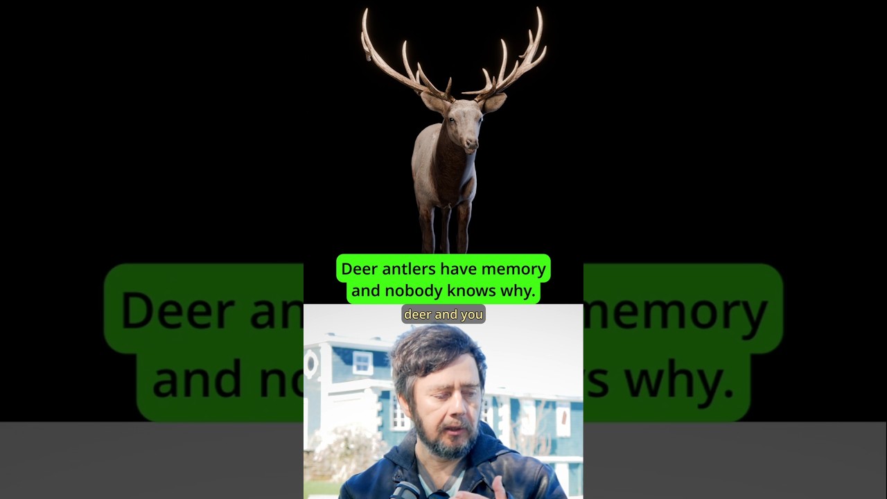 How damage 'sticks' to deer antlers year after year #deer #science #hunting