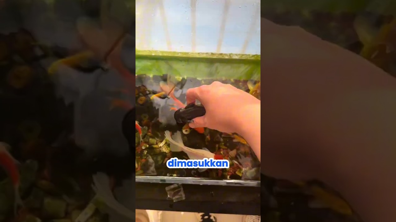 Axolotl Kabur, Malah Ngumpet di Ember! 😂😱