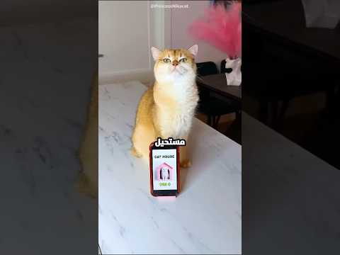 البنت دي باعت أغلى ما تملك عشان ترضي القط بتاعها! 😱💔