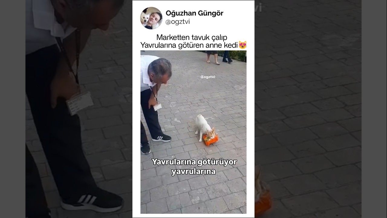 Marketten tavuk çalıp, yavrularına götüren anne kedi