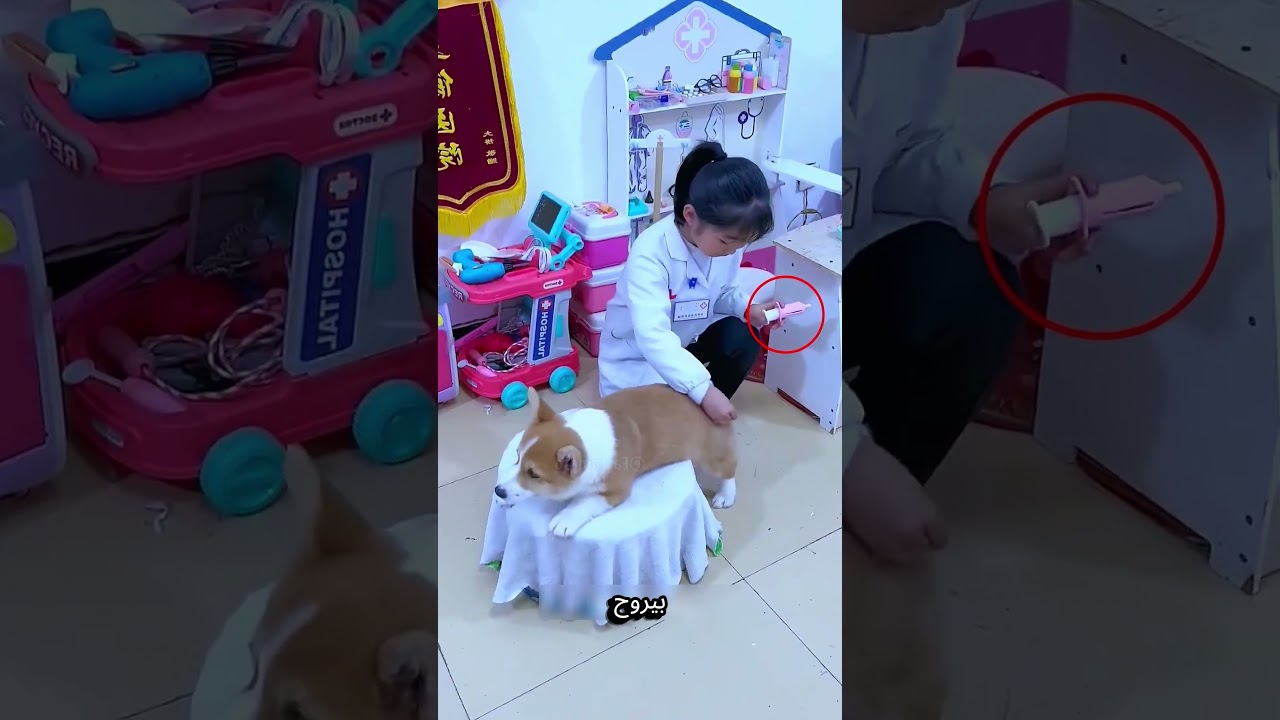 الكلب اللي كان بيمثل المرض كل يوم… عشان حلم صغيرة تبقى دكتورة! 😳🐶»** #reels#shorts #explore #funny
