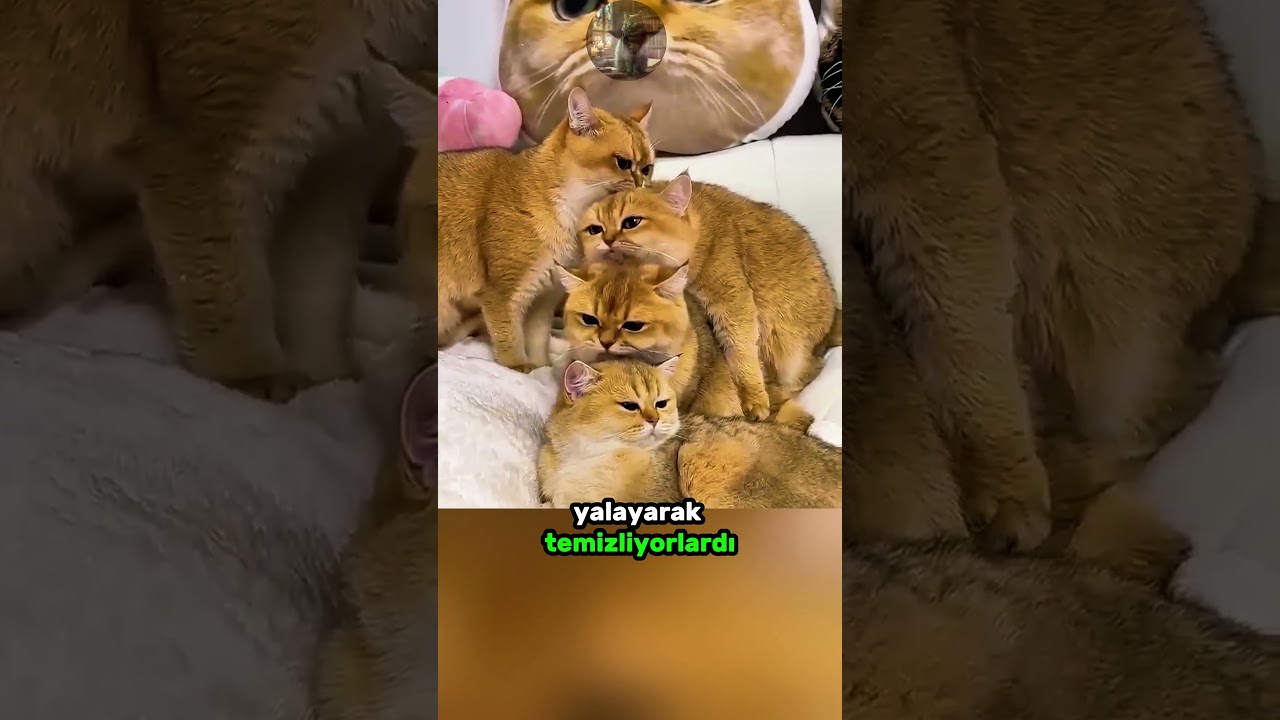 Abileri Tarafından Görmezden Gelinin Tatlı KEDİCİK! 😿 💖 🐈