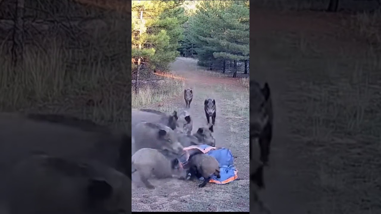 I Felt Dragged! The Boars Pushed!