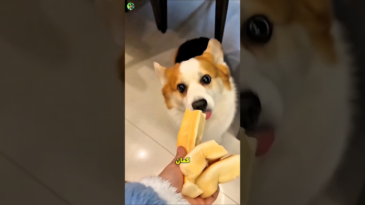 تقسيم الخبز بالتساوي.. من منهم الأكثر حبًا للطعام؟ 🥖🐶