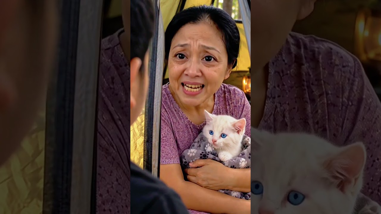 Menemukan kucing lucu diatas gunung