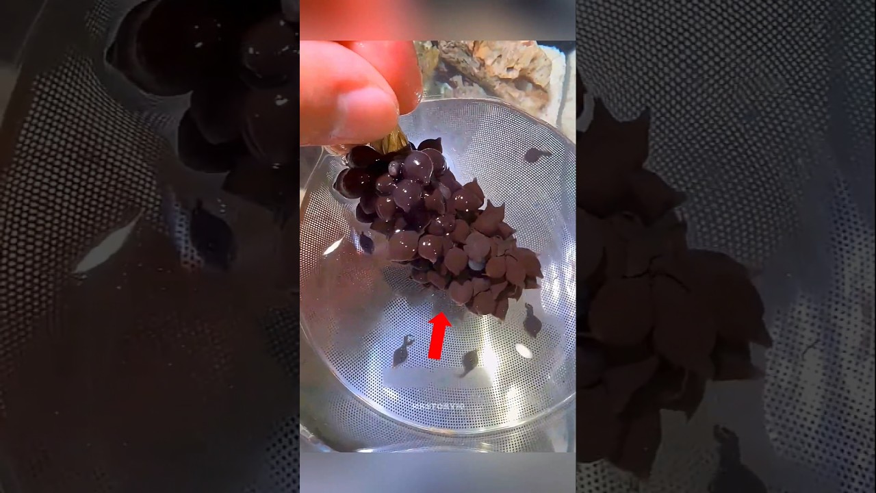 കടലിൽ നിന്ന് വിചിത്രമായ മുട്ടകൾ കിട്ടിയപ്പോൾ 😯 | #shorts