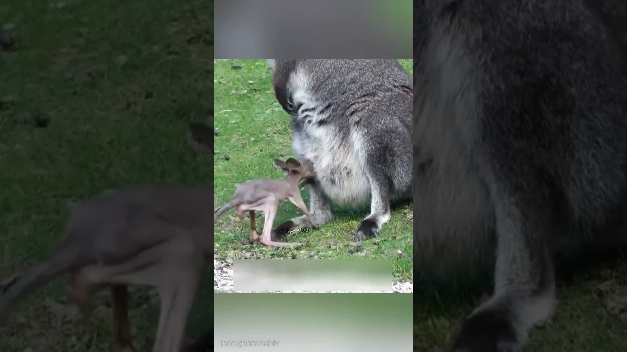 سباق العودة إلى الأمان 🦘