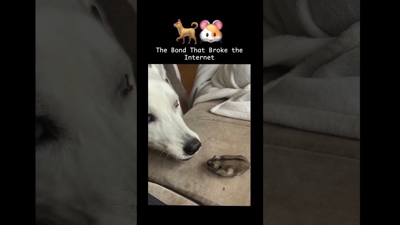 This Dog Could've Eaten Her In One Bite
