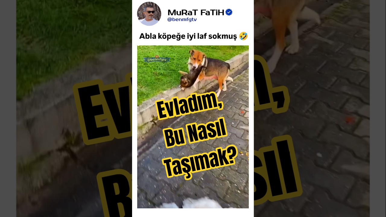 Yavrusunu Taşımayı Beceremeyen Acemi Anne Köpek 😂 #kedi #yavruhayvanlar #köpek