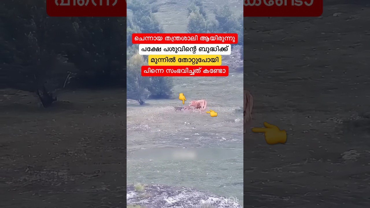 പശു ഒറ്റയ്ക് ആണെന്ന് കരുതി പശുകിടാവിനെ പിടിക്കാൻ ചെന്ന ചെന്നായ്ക്കു പറ്റിയത് കണ്ടോ #shorts