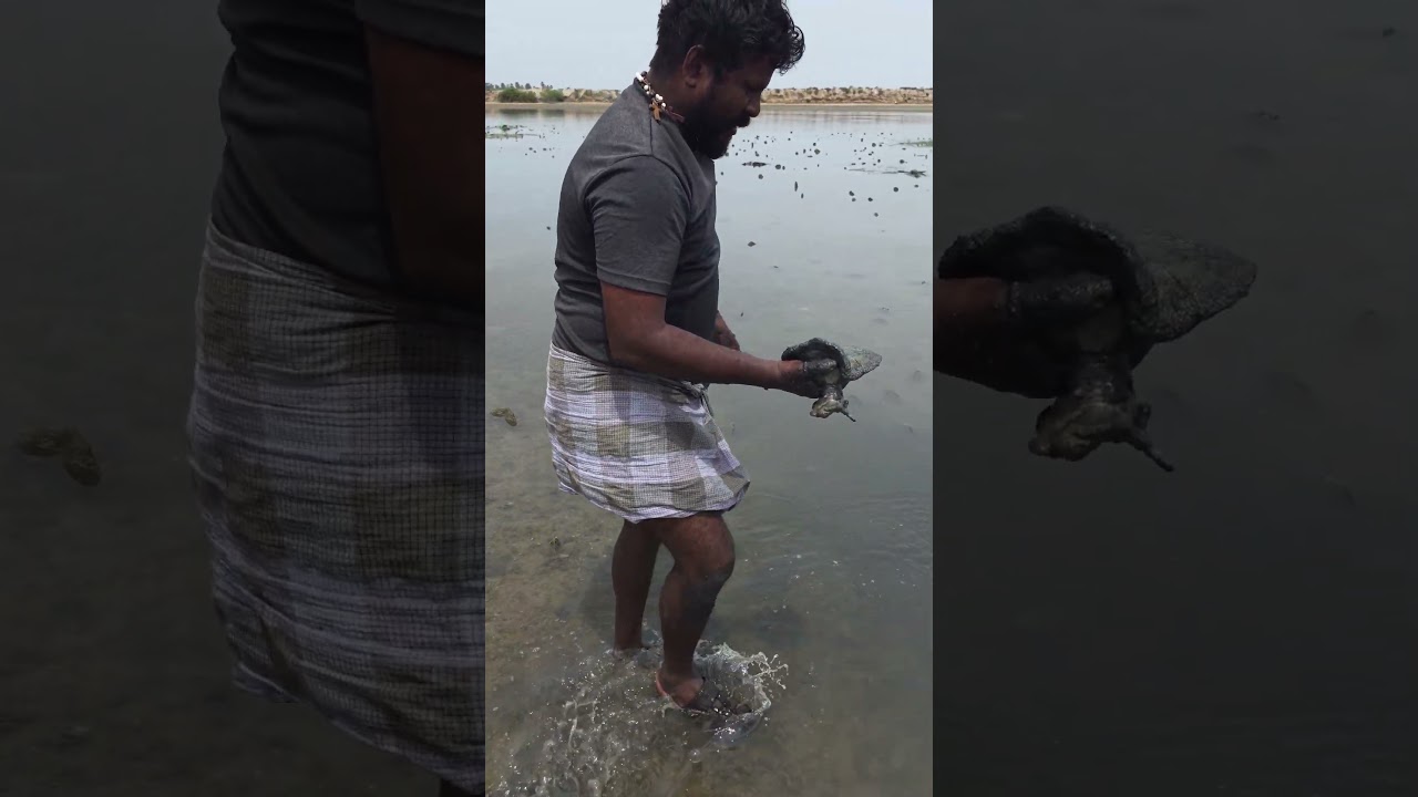 என்னது இது? கடல் தாமரையா! 😱🌊🌸”