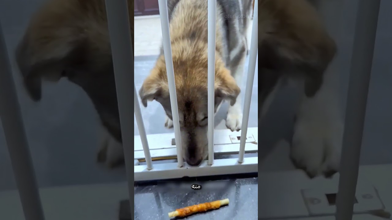 «تحدي بين 3 كلاب… والهاسكي قلب اللعبة بحركة عبقرية! 😳🐶🔥»#shorts #reels #explore #funny