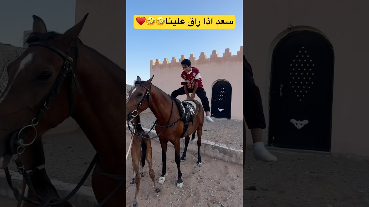 روقان سعد اذا طلع مع سمحه #shortvideo #خيل #اكسبلور #سعد_الخيال_الصغير