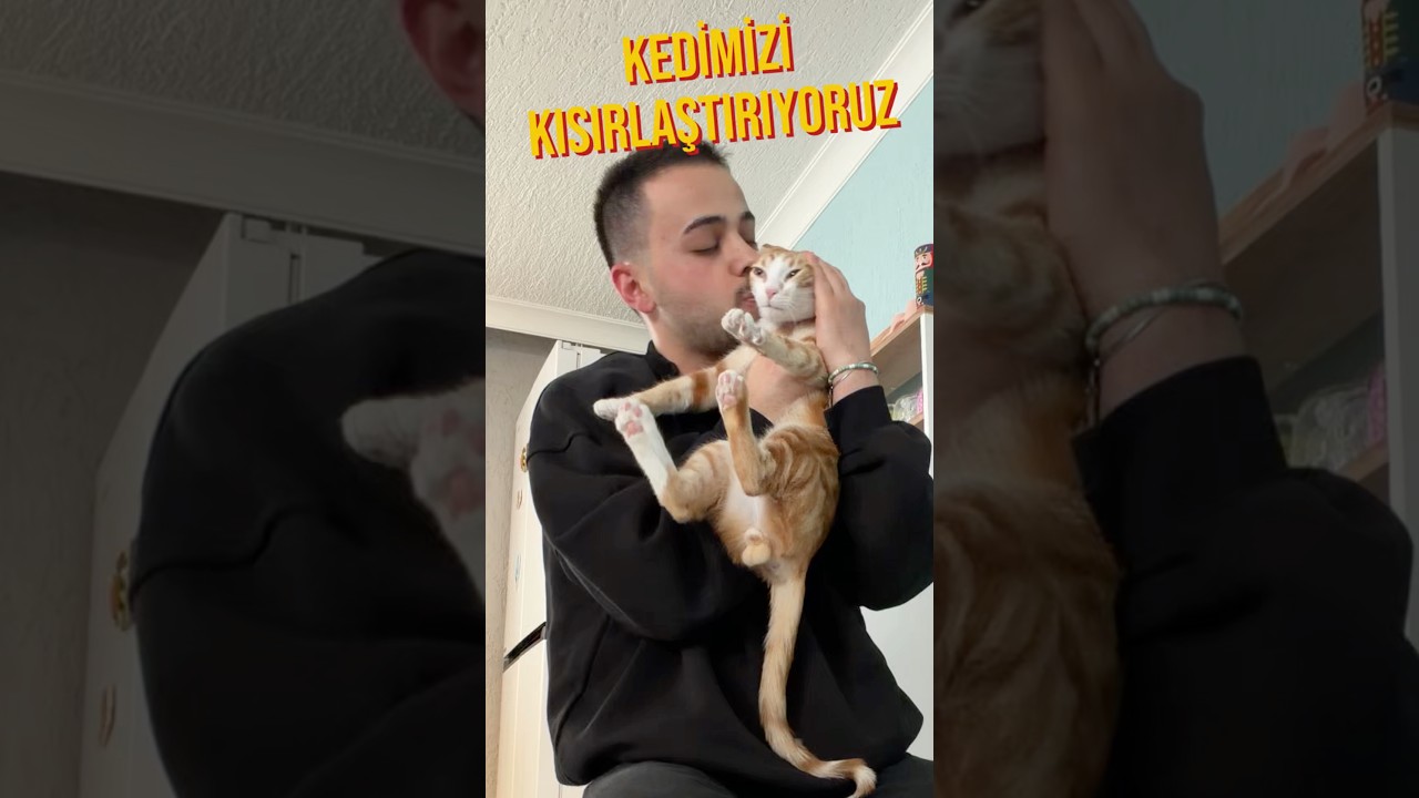 kedimizi kısırlaştırıyoruz