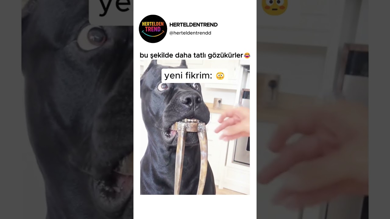 bu şekilde daha tatlı gözükürler😂​
