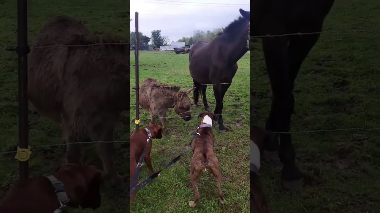Funny donkey #donkey #funny #animals #funnyvideos #Foryou