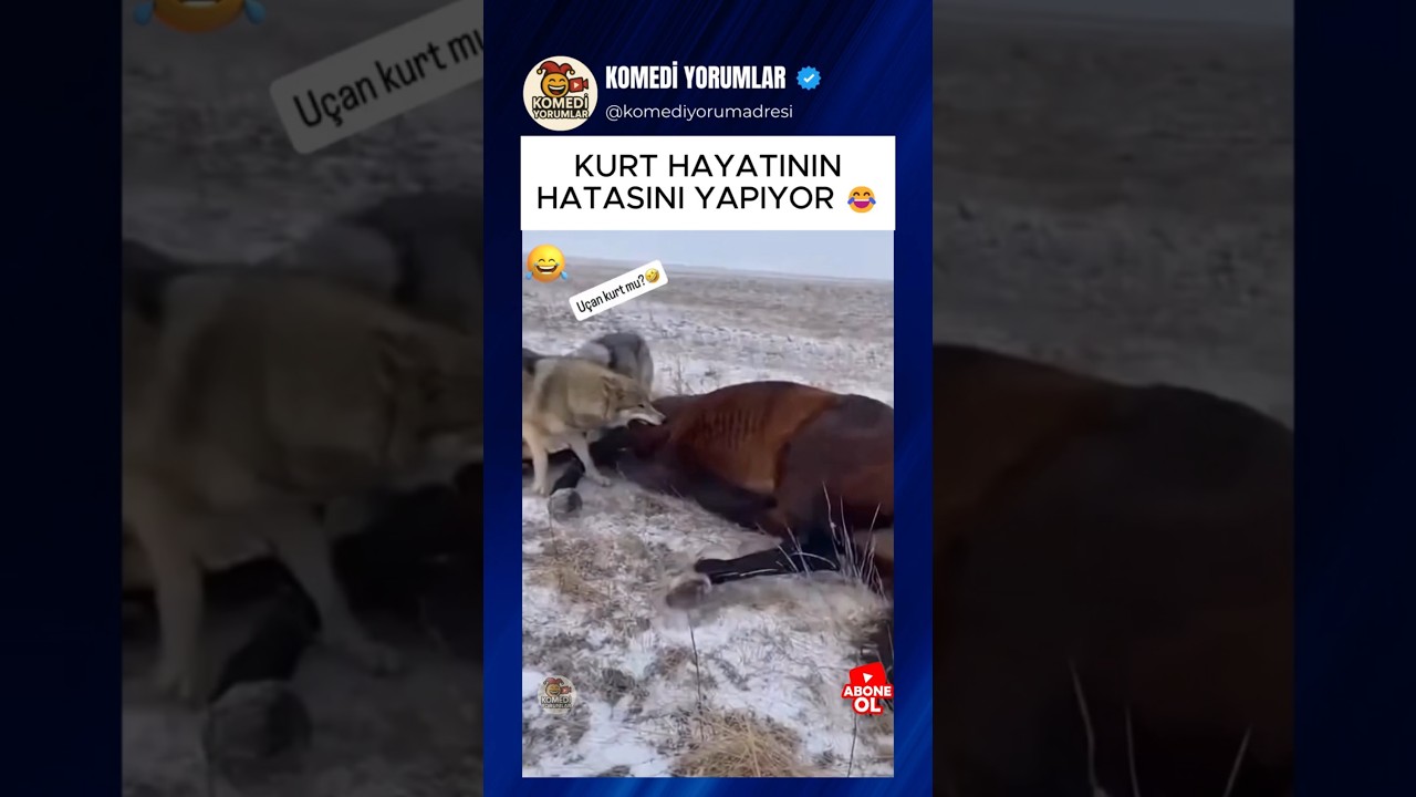 KURT HAYATININ HATASINI YAPIYOR 😂 #shorts #komikyorumlar