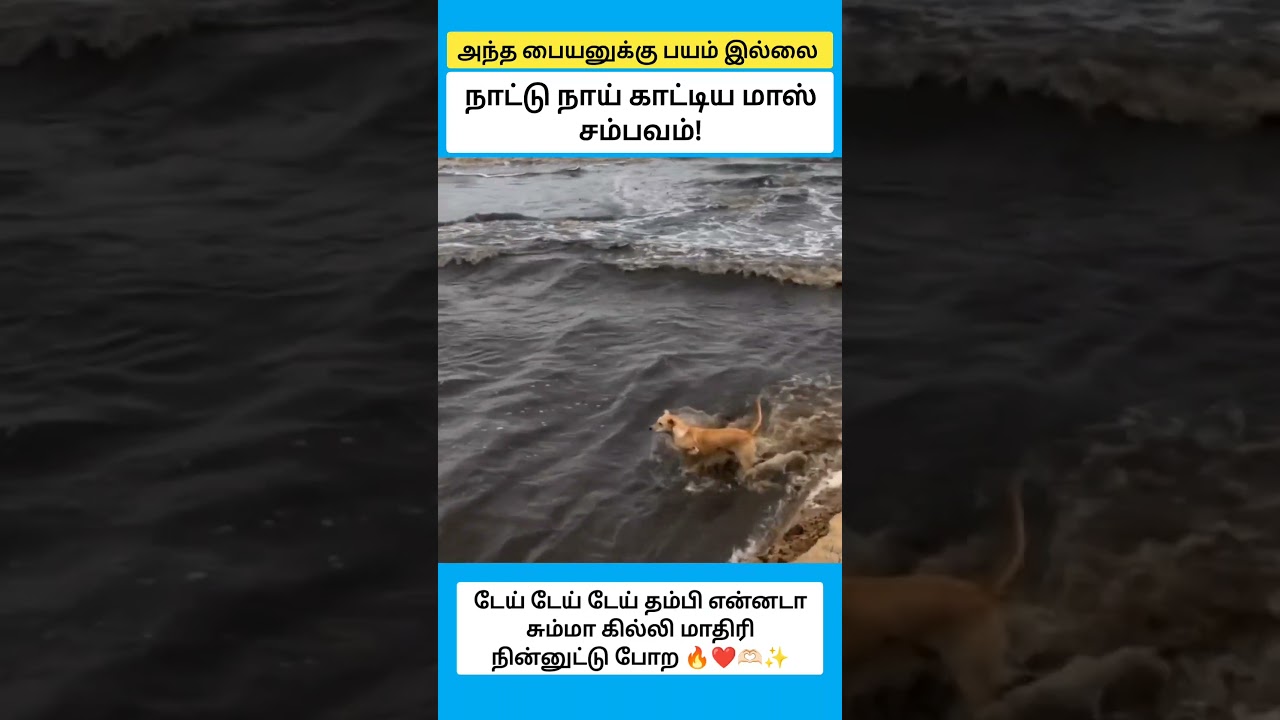 அந்தப் பையனுக்கு பயமில்லை #shorts